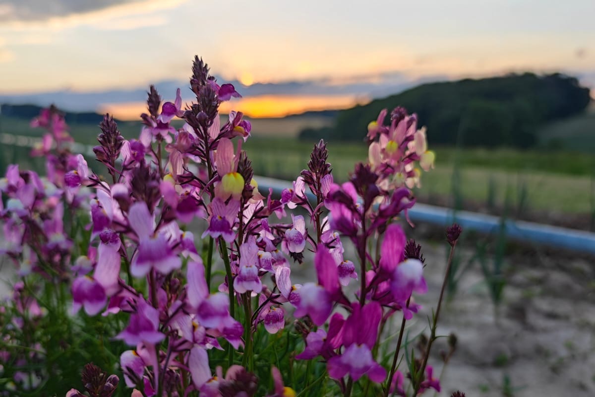 Blühende Wildpflanzen bei Sonnenuntergang