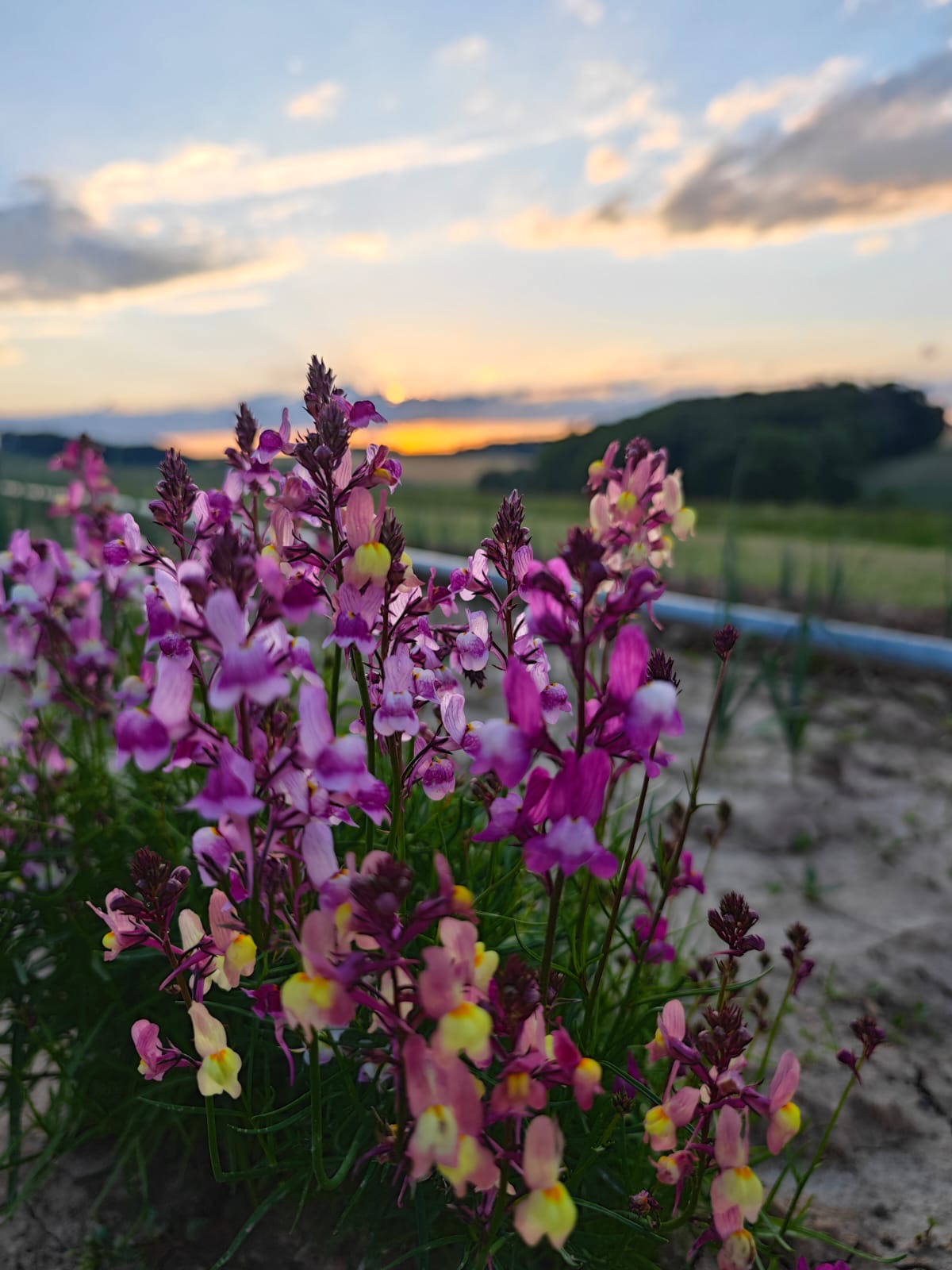 Blühender Ackerrittersporn am Feldrand bei Sonnenuntergang