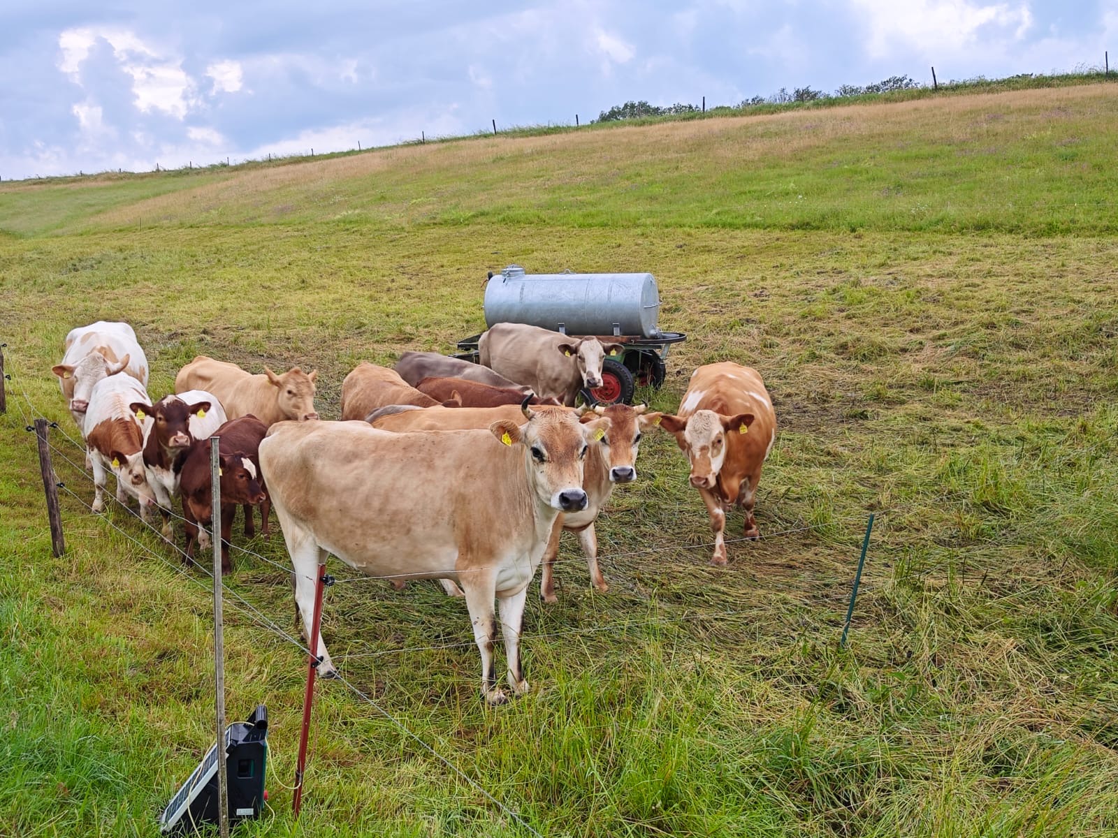 Rinderherde an der Tränke auf einer Wiese