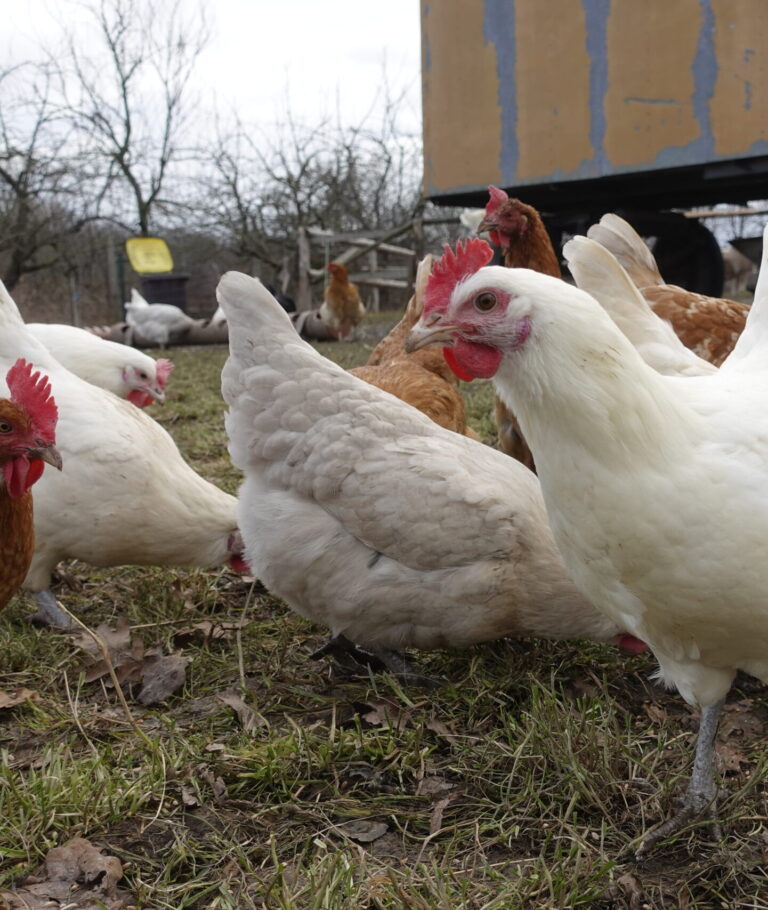 Hühner des Biohofs im Freien
