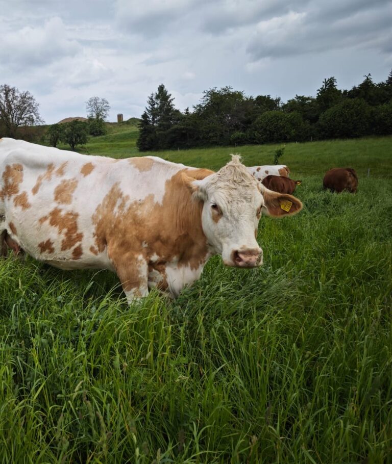 Rind des Biohofs auf einer grünen Weide